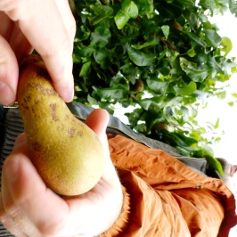 pear handover