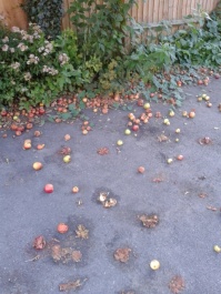 20150808_192229 - concrete apples